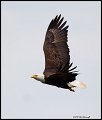 _2SB8115 american bald eagle